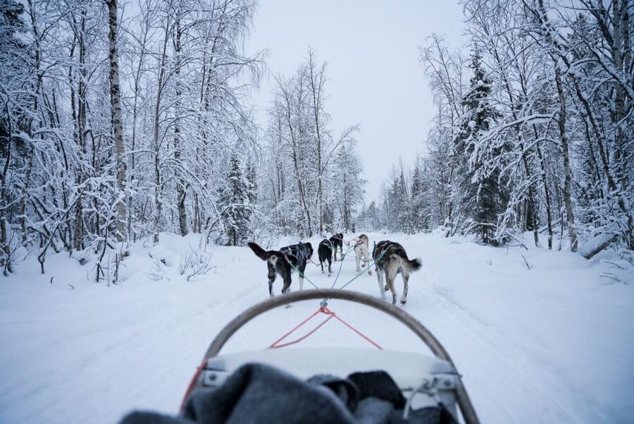 Levi Polar Lights Tours: Arctic Circle Guided Husky Tour - About 5 kilometers through snowy forest
