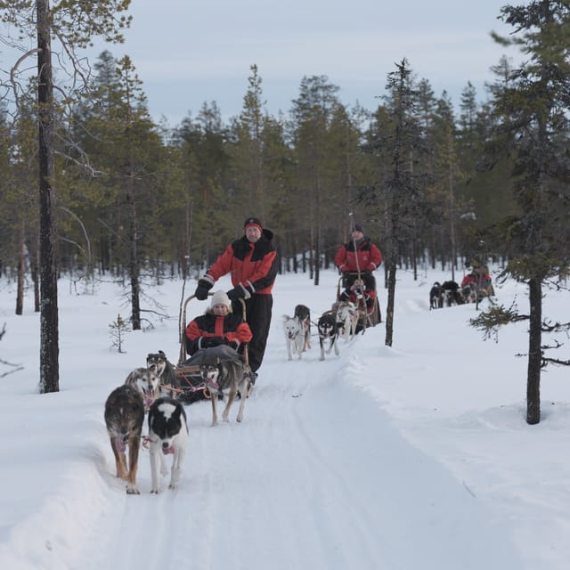 Levi Polar Lights Tours: Path of the Gnome Husky Safari 15km - Meeting the dogs after the run
