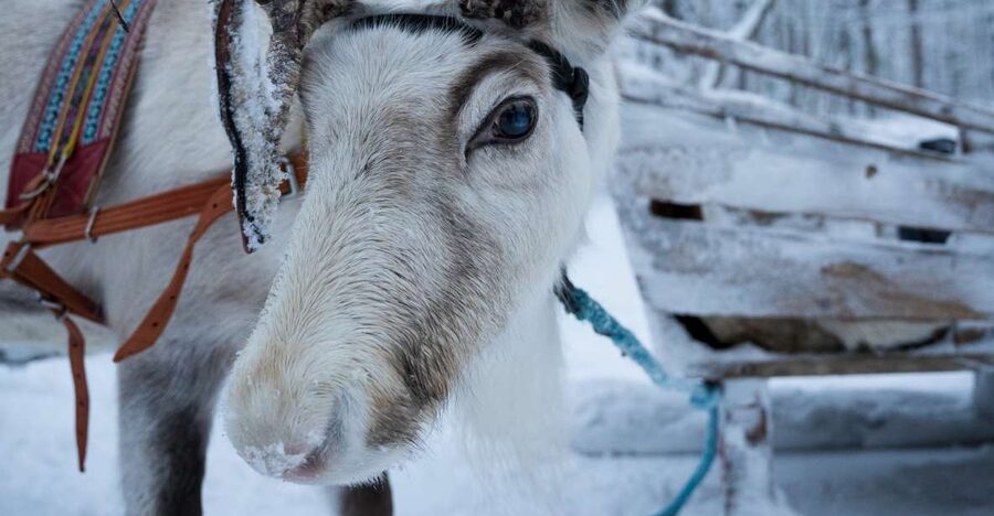 Levi Polar Lights Tours: Reindeer and Husky Taster - Key points to know before booking