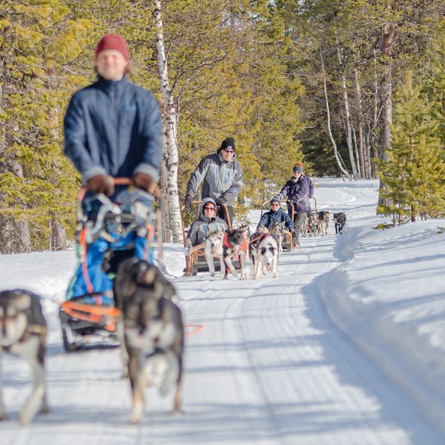 Levi Polar Lights Tours: Reindeer and Husky Taster - Two Arctic rides with two very different moods