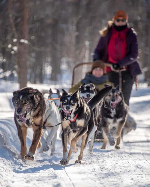 Levi Polar Lights Tours: Reindeer and Husky Taster - The safety briefing sets up the husky ride