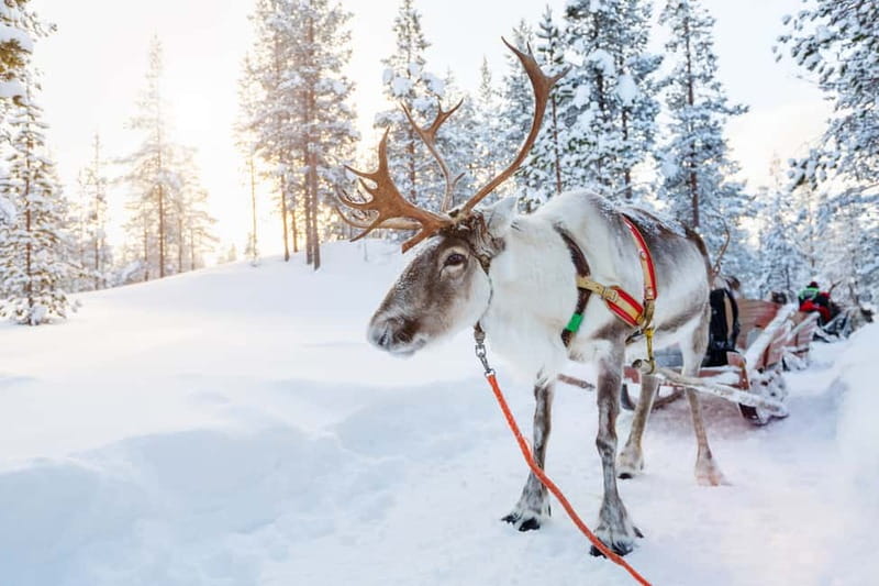 Levi: Reindeer Experience with Sled Ride - Meeting the reindeer near Levi