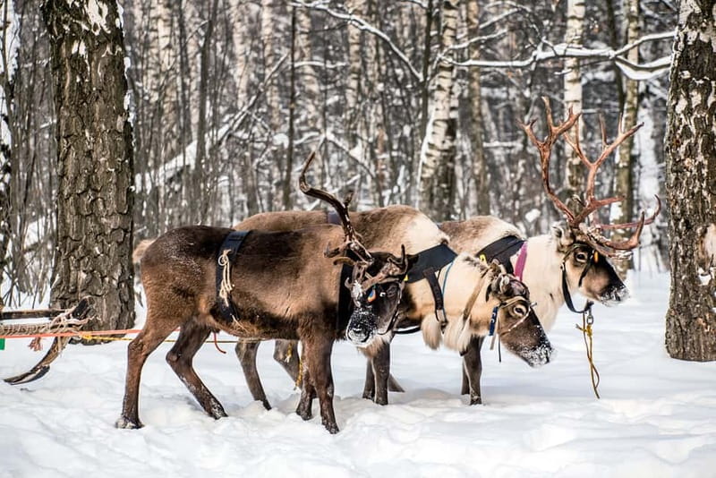 Levi: Reindeer Experience with Sled Ride - Feeding, photographing, and meeting the animals