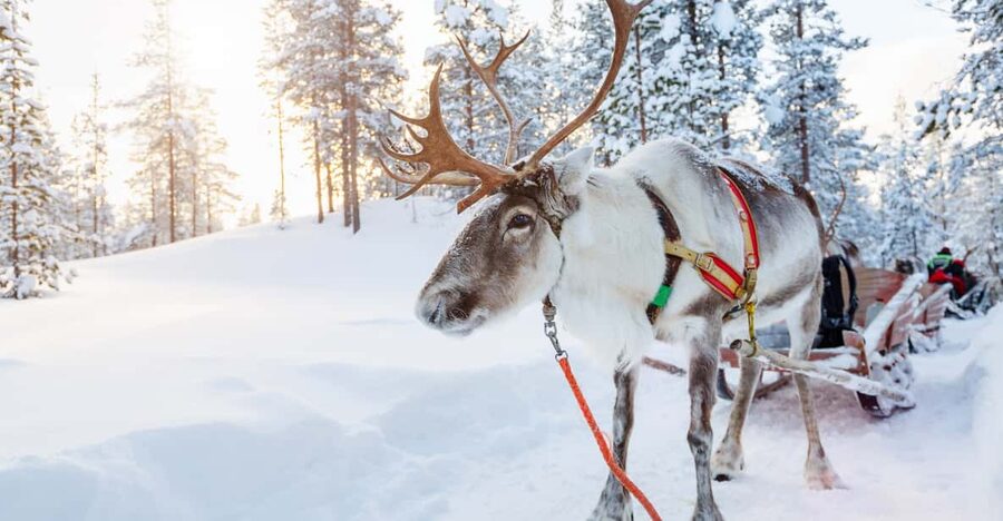 Levi: Reindeer Experience with Sled Ride - What you pay for at $142