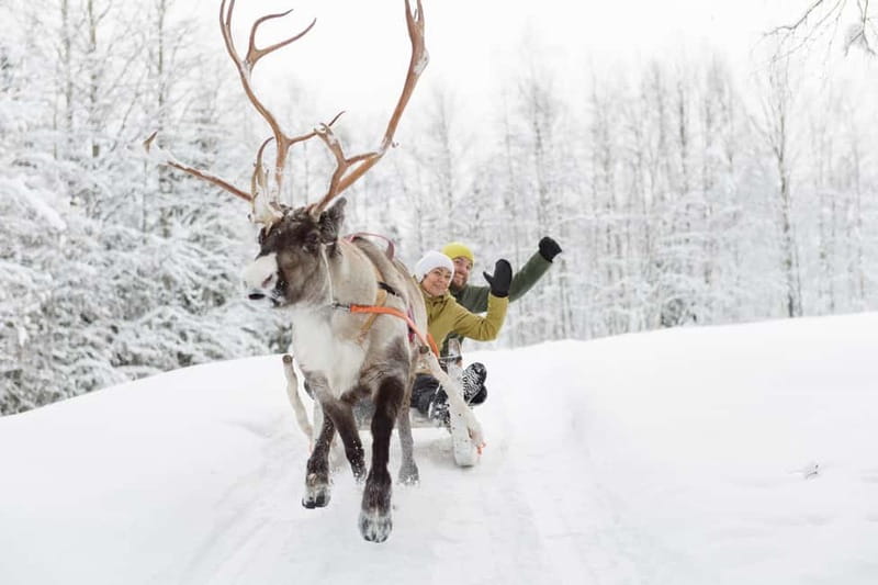 Levi: Reindeer Experience with Sled Ride - Who should book this experience
