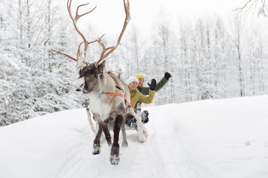 Levi: Reindeer Experience with Sled Ride - Practical booking advice