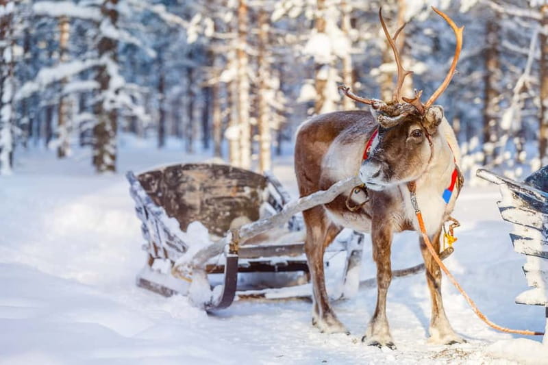 Levi: Reindeer Experience with Sled Ride - Learning how Finnish reindeer herding works