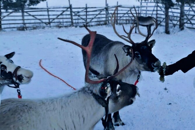Levi Reindeer Safari - Long or Quick - with Sledge Ride - What the 1-kilometer reindeer safari feels like