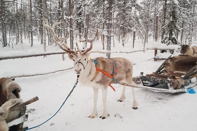 Levi Reindeer Safari - Long or Quick - with Sledge Ride - Warm up in a kota beside the fire