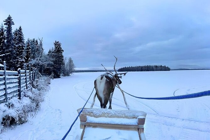 Levi Reindeer Safari - Long or Quick - with Sledge Ride - Clothing, timing, and seasonal limits