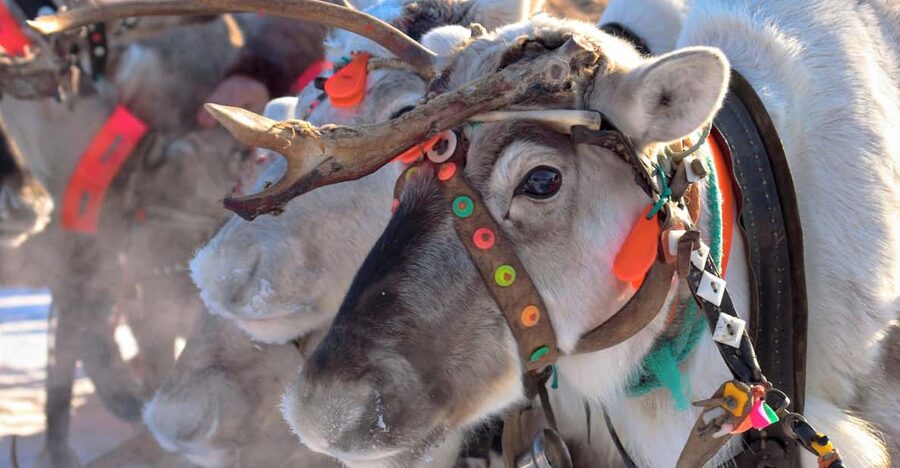 Levi: Reindeer Sleigh Ride Tour in Snowy Forest - Key points to know before you book