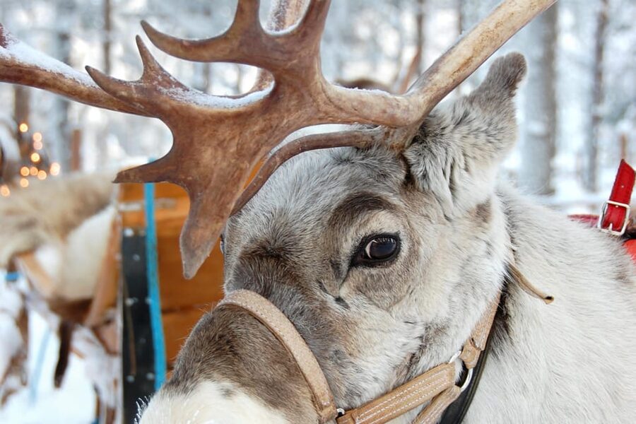 Levi: Reindeer Sleigh Ride Tour in Snowy Forest - Who will enjoy this most