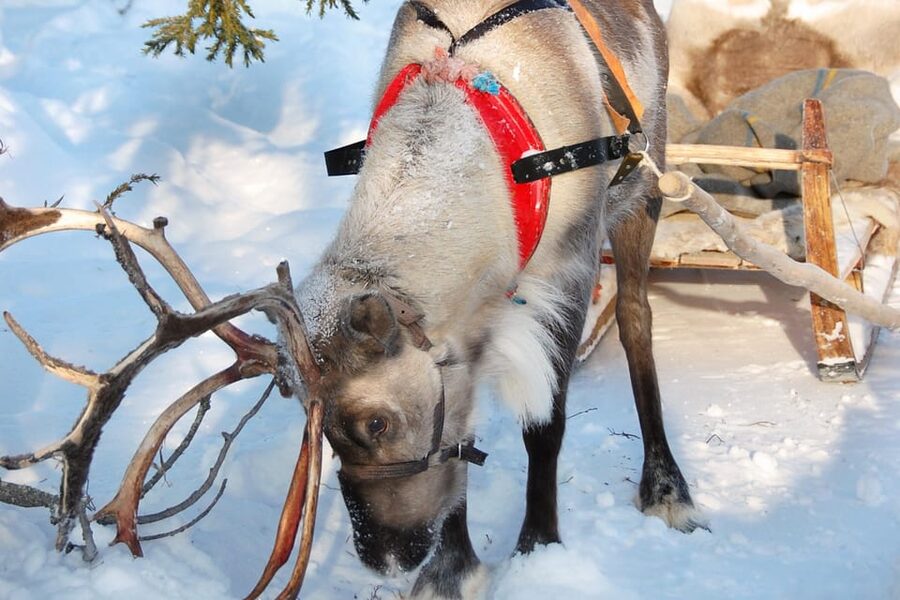 Levi: Reindeer Sleigh Ride Tour in Snowy Forest - A gentle start in Levi’s snowy forest