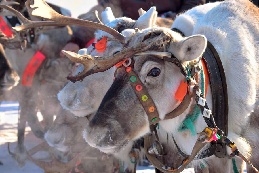 Levi: Reindeer Sleigh Ride Tour in Snowy Forest - A short safety briefing before the sleigh ride
