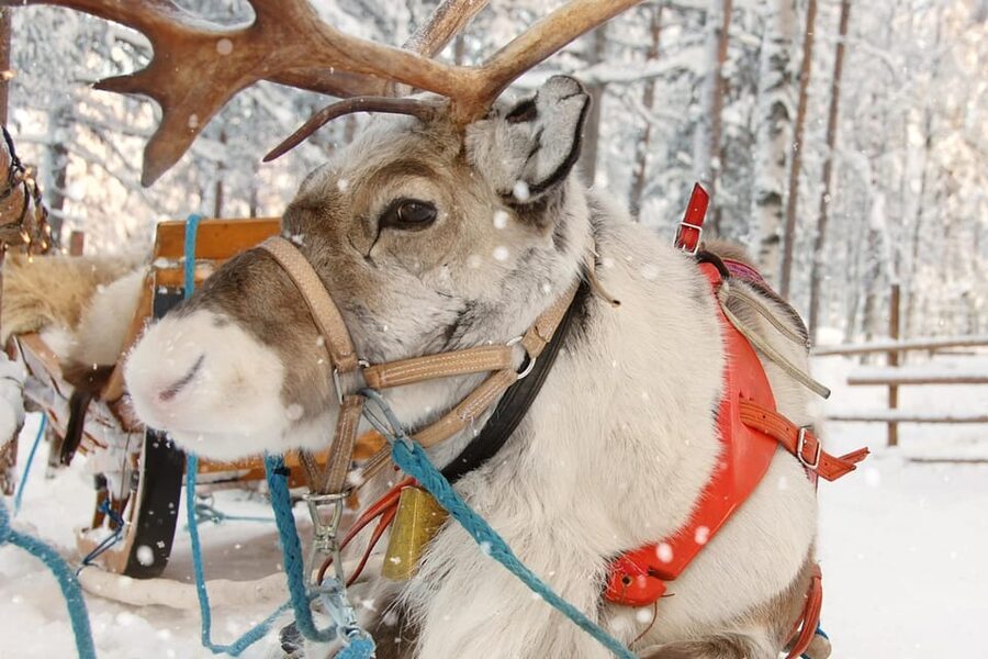Levi: Reindeer Sleigh Ride Tour in Snowy Forest - What the 1.5-kilometer sleigh ride feels like