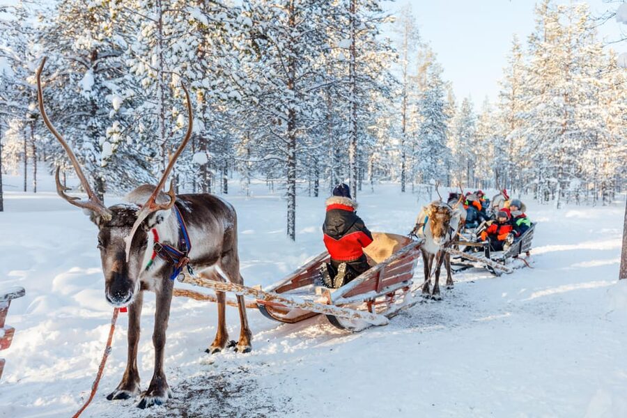 Levi: Reindeer Sleigh Ride Tour in Snowy Forest - Meeting the reindeer beyond the sleigh