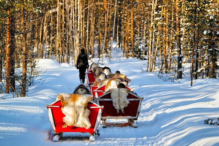 Levi: Reindeer Sleigh Ride Tour in Snowy Forest - From Hissitie 11 to the tour base