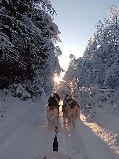 Levi: Self-Drive 2 KM Husky Sledding Experience - The safety briefing comes before the fun