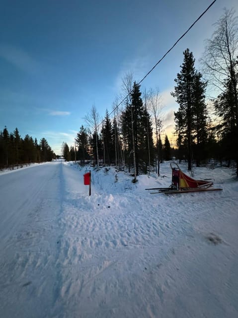 Levi: Self-Drive 2 KM Husky Sledding Experience - Meeting the dogs is a major part of the visit