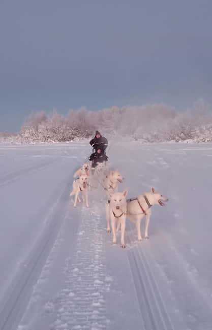 Levi: Self-Drive 2 KM Husky Sledding Experience - Starting at Kurjennivantie 118