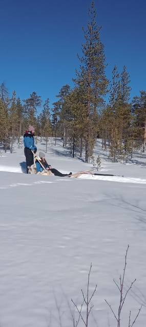 Levi: Self-Drive 5 KM Husky Sledding Experience - Driving your own team near Levi