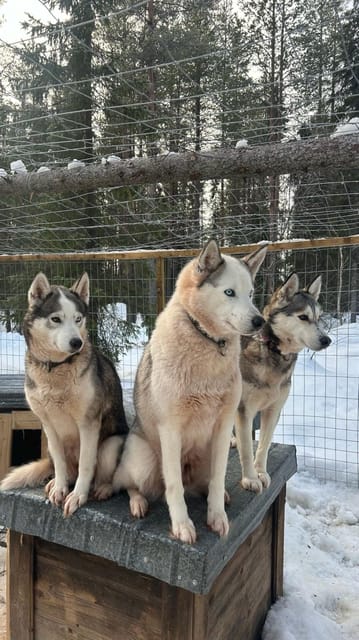 Levi: Self-Drive 5 KM Husky Sledding Experience - Learning the sled before the snow run
