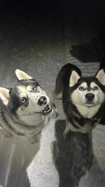 Levi: Self-Drive 5 KM Husky Sledding Experience - What the 1.5-hour visit includes