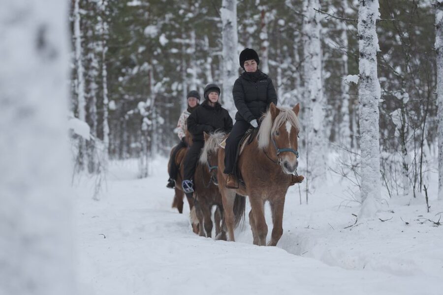 Levi: Snowy Forest Ride and Polar Lights Tours - Who should book this ride?