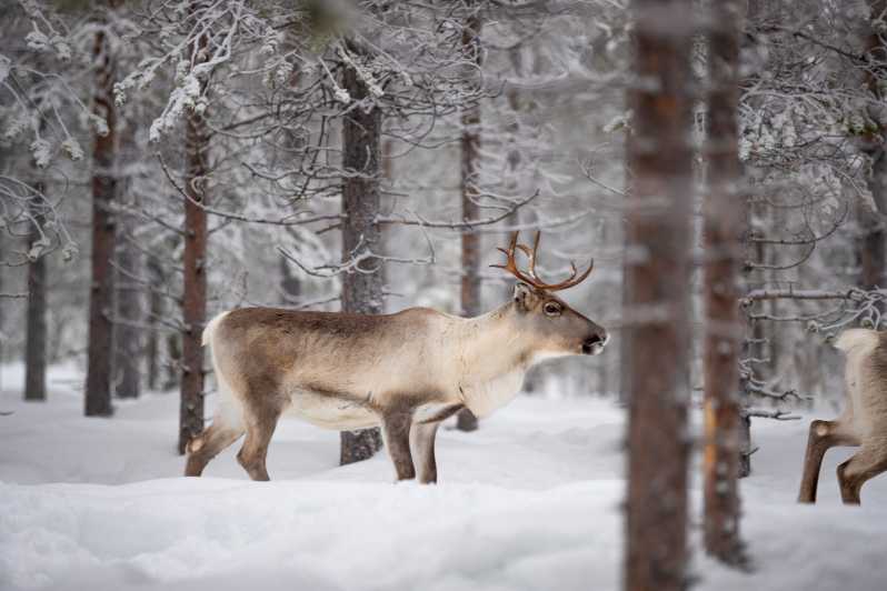 Levi: Winter Highlights Family Day - Reindeer, local life, and a second 500-meter ride