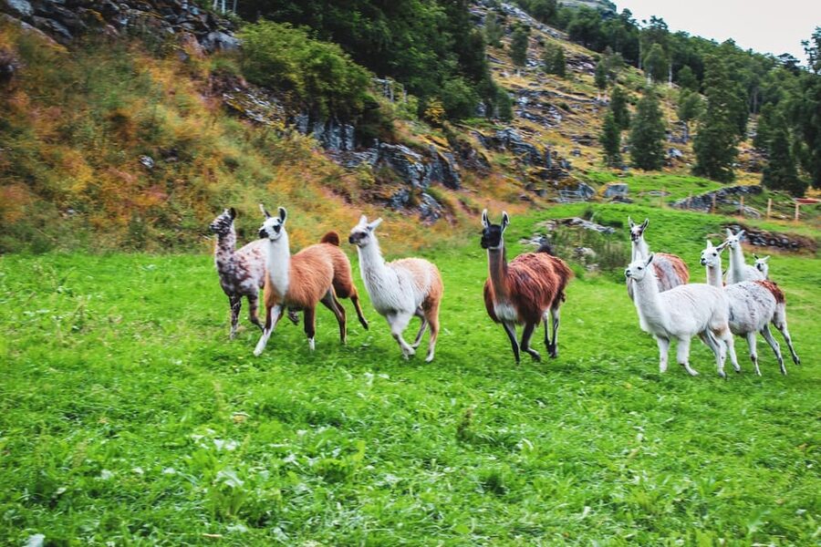 Ljøen, Hellesylt: Ljøen Farm Tour - A mountain farm above Hellesylt
