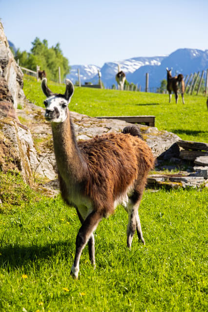 Ljøen, Hellesylt: Ljøen Farm Tour - Family stories instead of a staged attraction