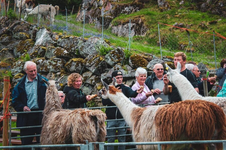 Ljøen, Hellesylt: Ljøen Farm Tour - Who will enjoy this farm visit?