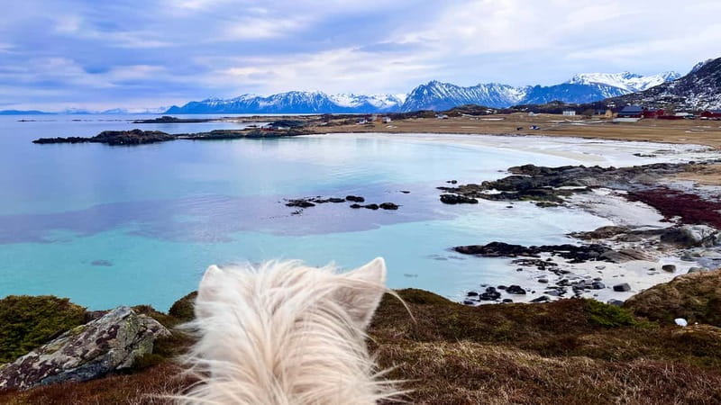 Lofoten: Guided Horse Riding Tour Over Hov and Hovsund - Should you book the Hov Gård horse ride?