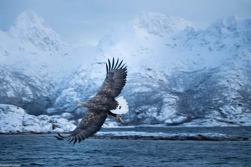 Lofoten: Trollfjord Sea Eagle Safari by RIB Boat - Should you book the Trollfjord sea eagle safari?
