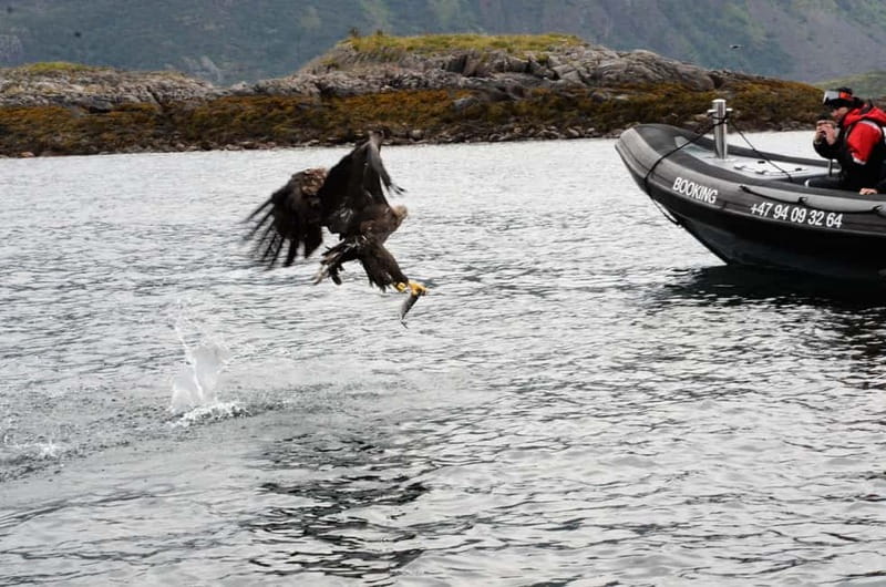 Lofoten: Trollfjord Sea Eagle Safari by RIB Boat - Is $97 good value?