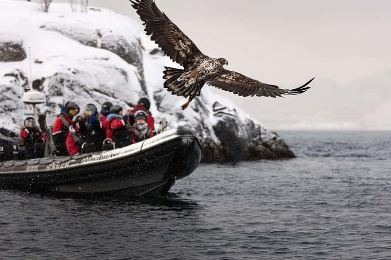 Lofoten: Trollfjord Sea Eagle Safari by RIB Boat - Who will enjoy this RIB tour most?