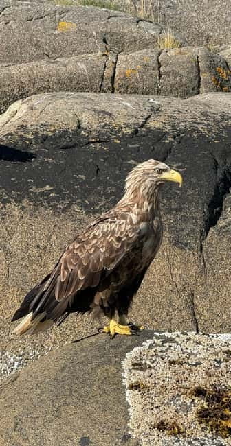 Lofoten: Trollfjord Sea Eagle Safari by RIB Boat - Practical tips for a smoother ride