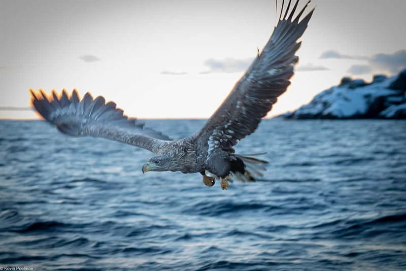 Lofoten: Trollfjord Sea Eagle Safari by RIB Boat - Raftsundet, where the eagle viewing begins