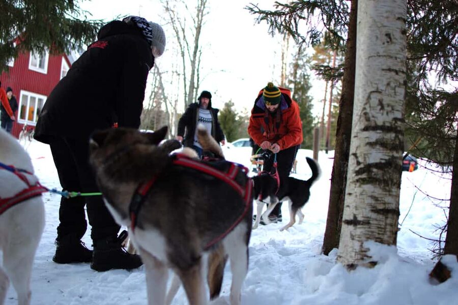 Luleå: Guided Dog Sledding Tour - A husky ride through Ale’s winter woods