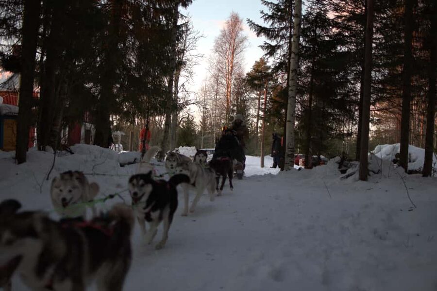 Luleå: Guided Dog Sledding Tour - How the $188 price works for you