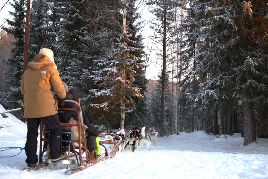 Luleå: Guided Dog Sledding Tour - Who will enjoy this tour most