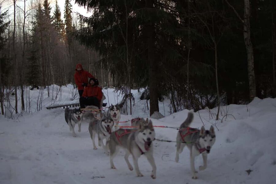 Luleå: Guided Dog Sledding Tour - The noisy start, then the quiet run
