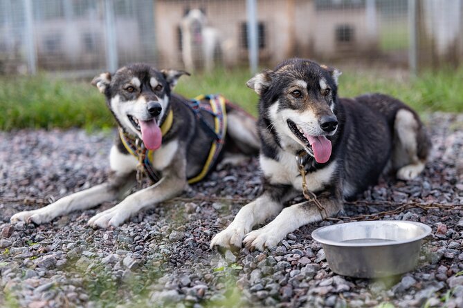 Meet 70 Huskies and Enjoy a short ATV Tour with the Huskies - Key points to know before booking