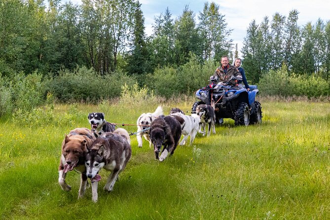 Meet 70 Huskies and Enjoy a short ATV Tour with the Huskies - Meeting 70 dogs at the Kiruna kennel