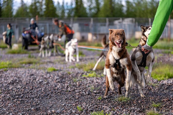 Meet 70 Huskies and Enjoy a short ATV Tour with the Huskies - A meat reward and a quiet pause by the fire