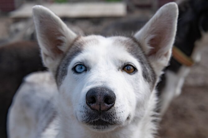 Meet 70 Huskies and Enjoy a short ATV Tour with the Huskies - How long the experience really takes