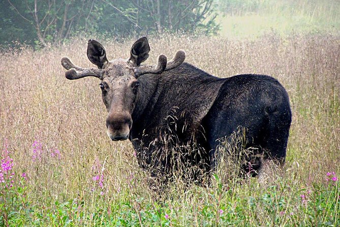 Moose Safari Bodo, Norway, Meet the Largest Land Animal in Europe - At a glance