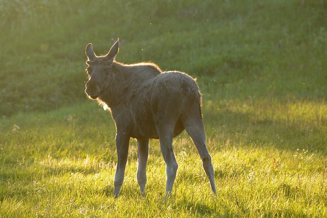 Moose Safari Bodo, Norway, Meet the Largest Land Animal in Europe - Saltstraumen brings drama before the moose appear