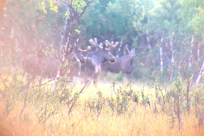 Moose Safari │ Dovre & Lesja Aktiv - Why Hjerkinn is a good place to search for moose