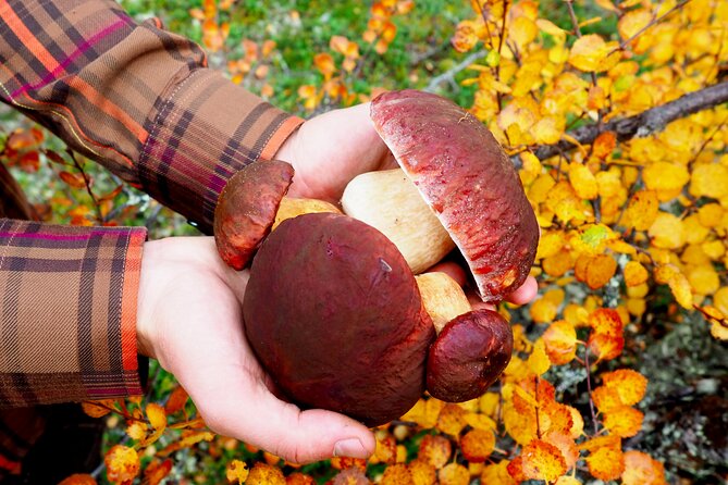 Mushroom Hunting in a National Park - Campfire lunch beside the lake